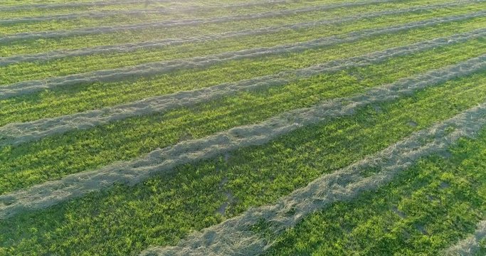 Aerial Flyover of Grass Hay Drying in Windrows in Warm Evening Light