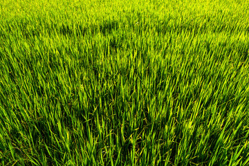 Beautiful green cornfield with sunset sky background.