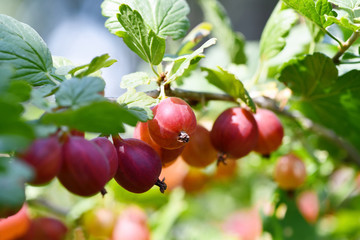 Red gooseberry berries. Many berries ripe red gooseberries on a branch in the garden. Horizontal photography
