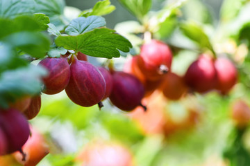 Bunch of ripe red and green gooseberries in the garden