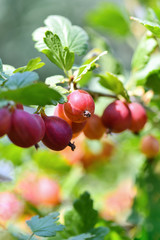 Red gooseberry berries. Many berries ripe red gooseberries on a branch in the garden. Vertical photography