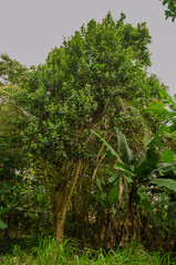 Pimenta Tree