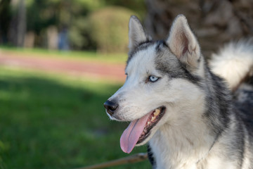Siberian husky dog with blue eyes sits and looks, outdoors in nature on a sunny day, close up