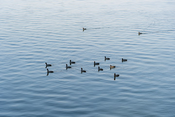 Beautiful natural landscape in summer around the lake. Cute ducks enjoying the summer on the lake , India