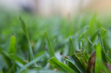 Close the thick grass in the morning.