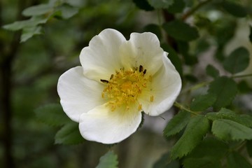 Obraz na płótnie Canvas Wild rose in bloom (white). Spring is the season of flowers