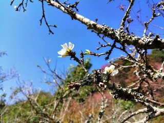 blooming apple tree in spring