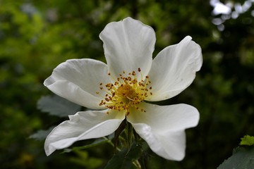 Fototapeta premium Wild rose in bloom (white). Spring is the season of flowers