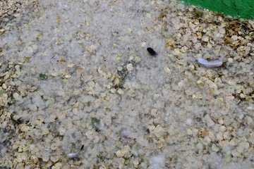 poplar fluff on the ground in early 