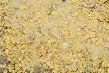 poplar fluff on the ground in early 
