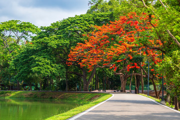 road landscape view and tropical red flowers Royal Poinciana in Ang Kaew Chiang Mai University Forested Mountain blue sky background with white clouds, Nature Road in mountain forest.