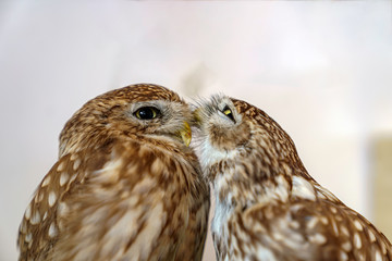 じゃれ合うふくろう（コキンメフクロウ）
