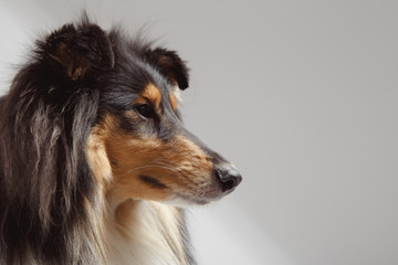 Dog english yellow on grey background