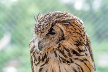 眠たそうなふくろう（ベンガルワシミミズク）