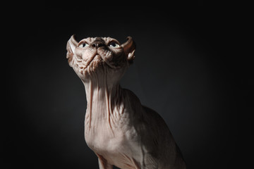 Portrait of a Sphinx cat on a dark background with dramatic light