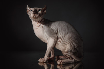 Portrait of a Sphinx cat on a dark background with dramatic light
