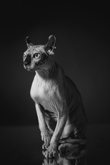 Portrait of a Sphinx cat on a dark background with dramatic light