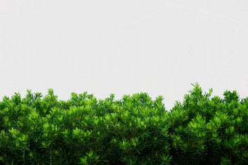 Fence green tree wall with floor isolated on white background