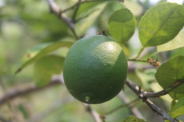 lemons on tree