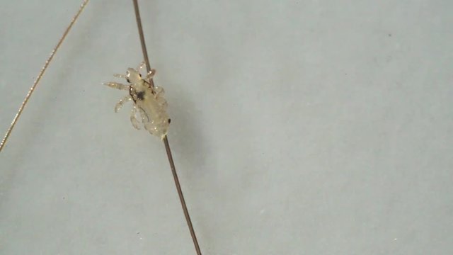 Louse isolated on a white background moving through a hair, moving the antentas and advancing on the hair.