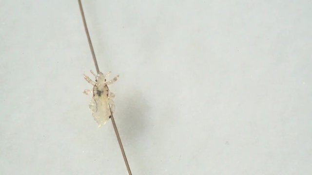 Louse isolated on a white background moving through a hair, moving the antentas and advancing on the hair.
