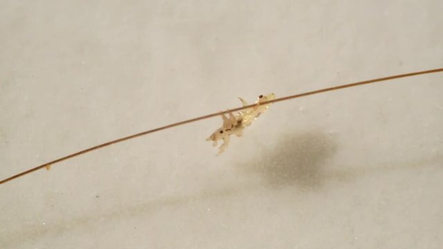 Louse isolated on a white background moving through a hair, moving the antentas and advancing on the hair.