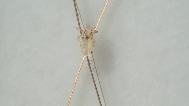 Louse isolated on a white background moving through a hair, moving the antentas and advancing on the hair.