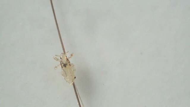 Louse isolated on a white background moving through a hair, moving the antentas and advancing on the hair.