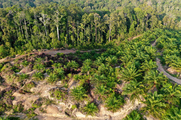 Fototapeta na wymiar Palm oil plantation at rainforest edge. Deforestation in Malaysia destroys rain forest for oil palms