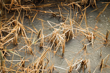 dry grass in icy frozen water