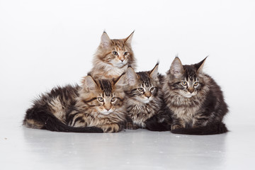 Obraz premium Maine Coon Cats Studio Shooting