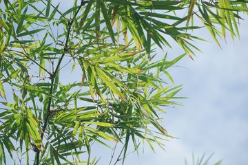 Naklejka premium green bamboo leaves on blue sky