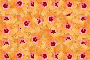 hibiscus flower pattern illustration background