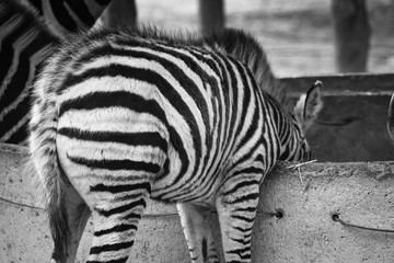 Fototapeta na wymiar zebras eating meal, concentrated, back view