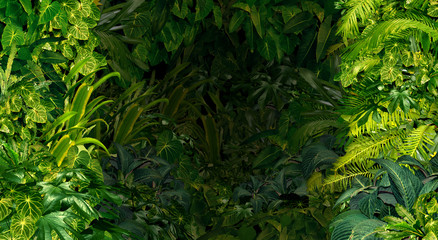Tropical Jungle Background