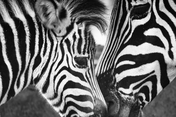 Fototapeta na wymiar love and care between mother and child zebra