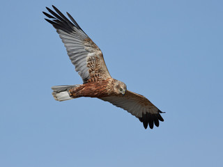 Obraz premium Western marsh harrier (Circus aeruginosus)