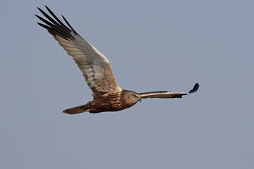 Western marsh harrier (Circus aeruginosus)