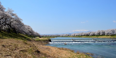 蔵王連峰と桜並木