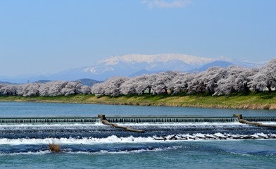 蔵王連峰と桜並木