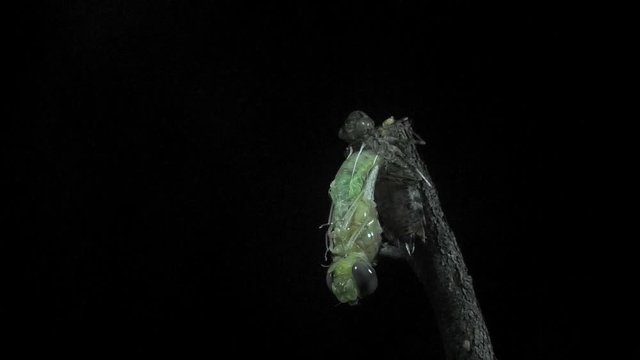 Dragonfly metamorphosis 1159 13