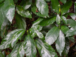 Tropical leaves in jungle nea Tokyo