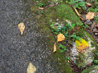 Edge of the moss and asphalt