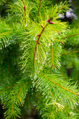 A closeup of Douglas fir branches and needles after rain, showing droplets of water on each needle.