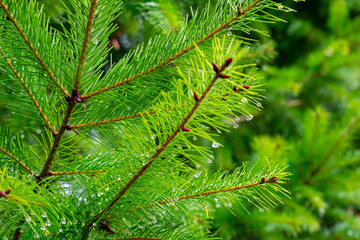 A closeup of Douglas fir branches and needles after rain, showing droplets of water on each needle.