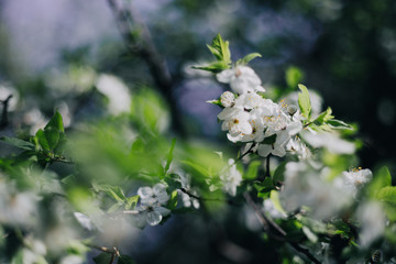 White lilacs flowers background outdors light nice