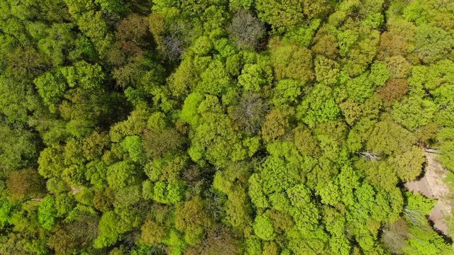 Beautiful Northern Michigan Nature Forest Trees on Fresh Water Walloon Lake Charlevoix Vacation Travel Spring and Fall Colors Trail Nature Hike at Boyne School Trail Cinematic Drone Video USA 4K