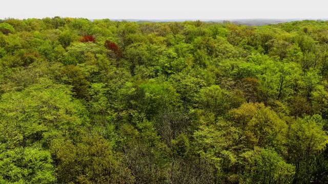 Beautiful Northern Michigan Nature Forest Trees on Fresh Water Walloon Lake Charlevoix Spring and Fall Colors Trail Nature Hike at Boyne School Trail Cinematic Drone Video USA 4K
