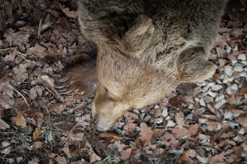 down view on sleeping bear close up in winter