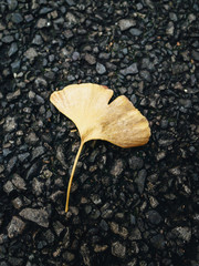 Ginko leaf on the dark asphalt